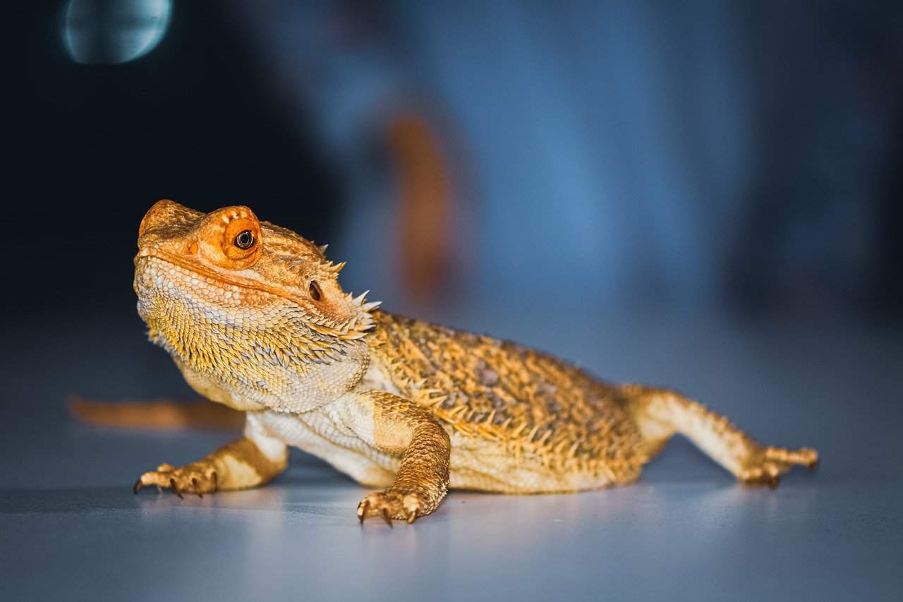 Bearded Dragons 101 – Care