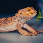 Bearded Dragons 101 – Diet