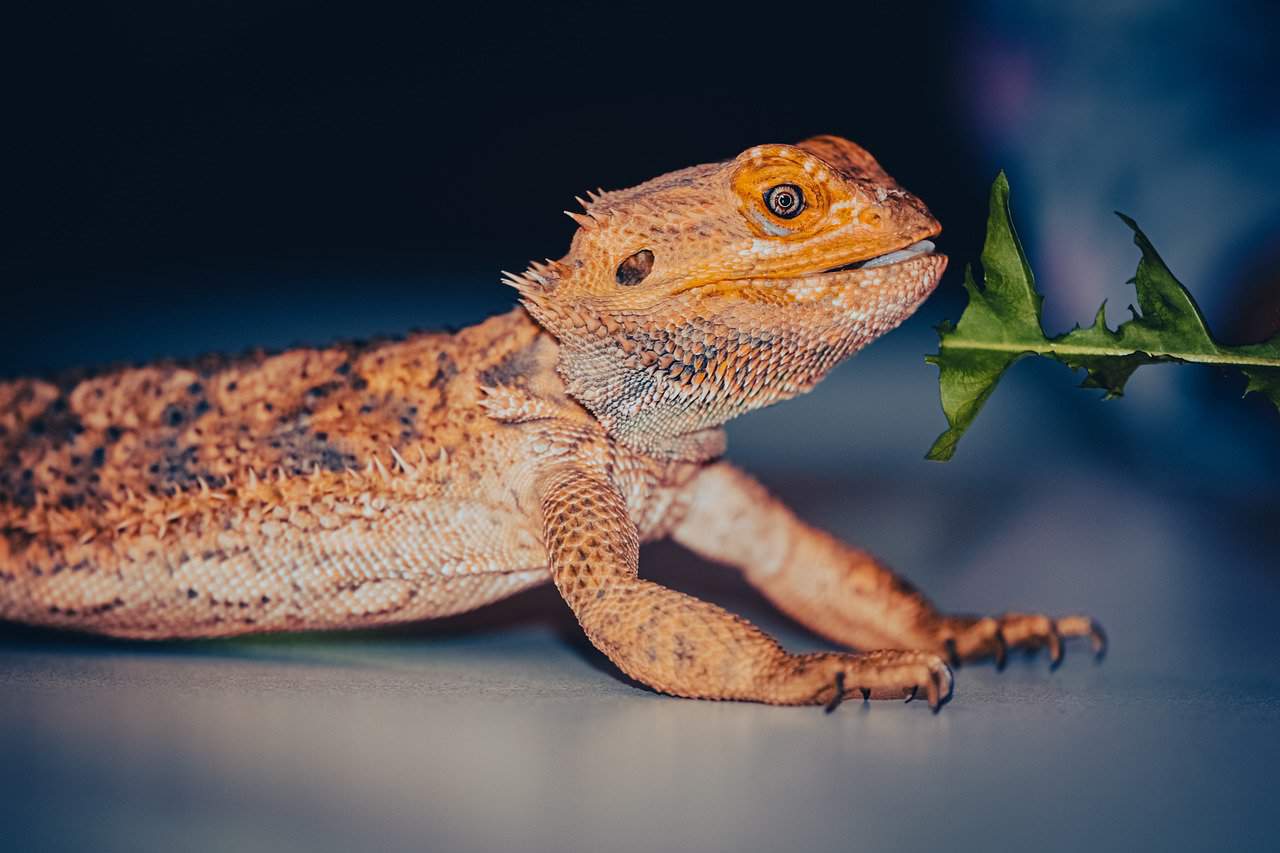 Bearded Dragons 101 – Diet