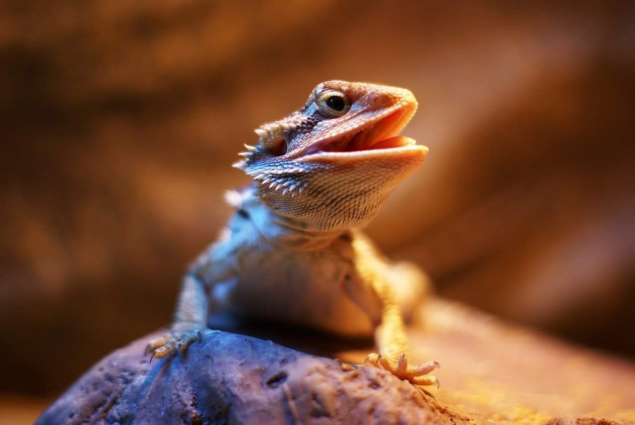 Bearded Dragons 101 – Food