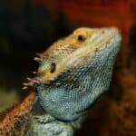 Bearded Dragons 101 – Health