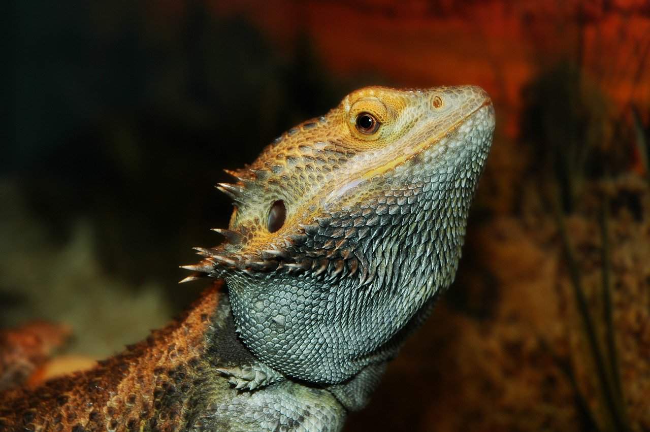 Bearded Dragons 101 – Health