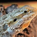 Bearded Dragons 101 – Heating