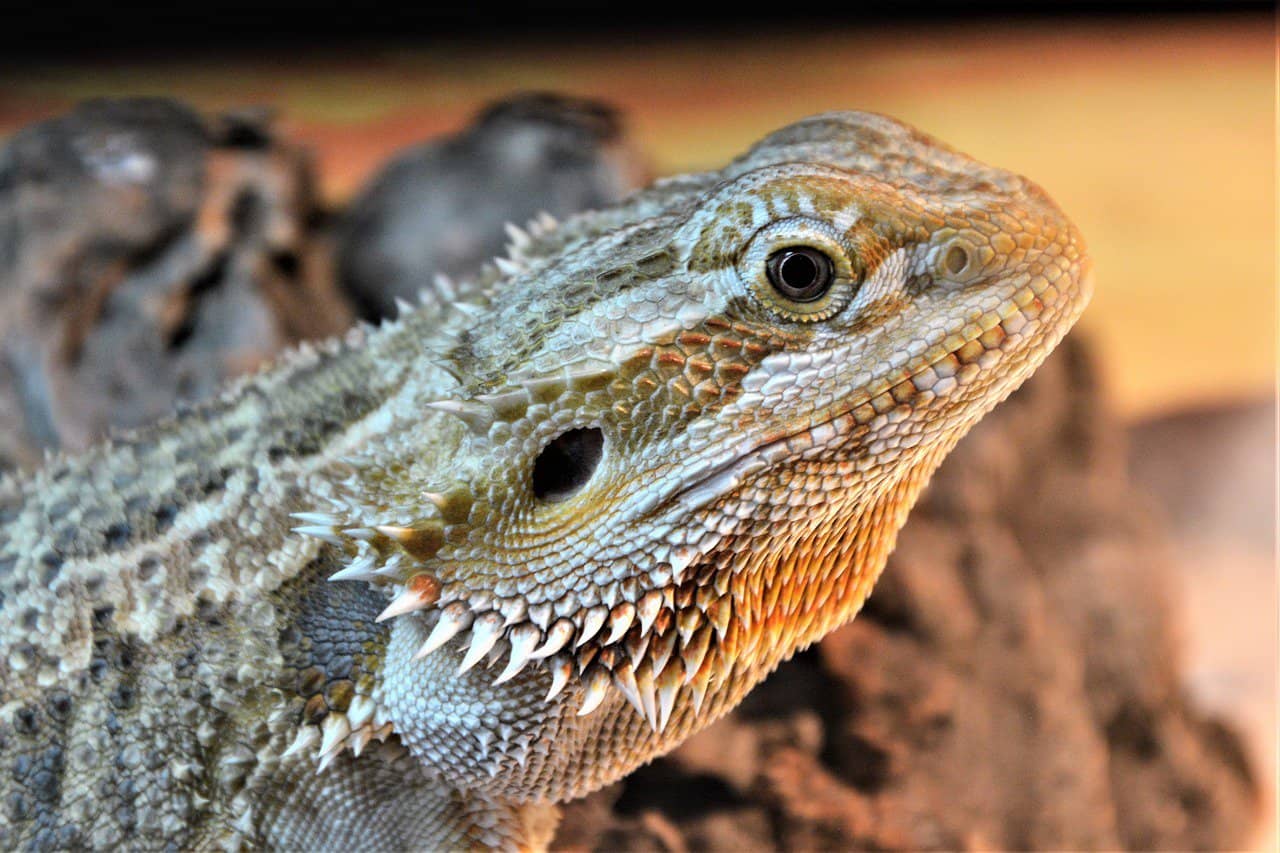 Bearded Dragons 101 – Heating