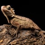 Bearded Dragons 101 – History