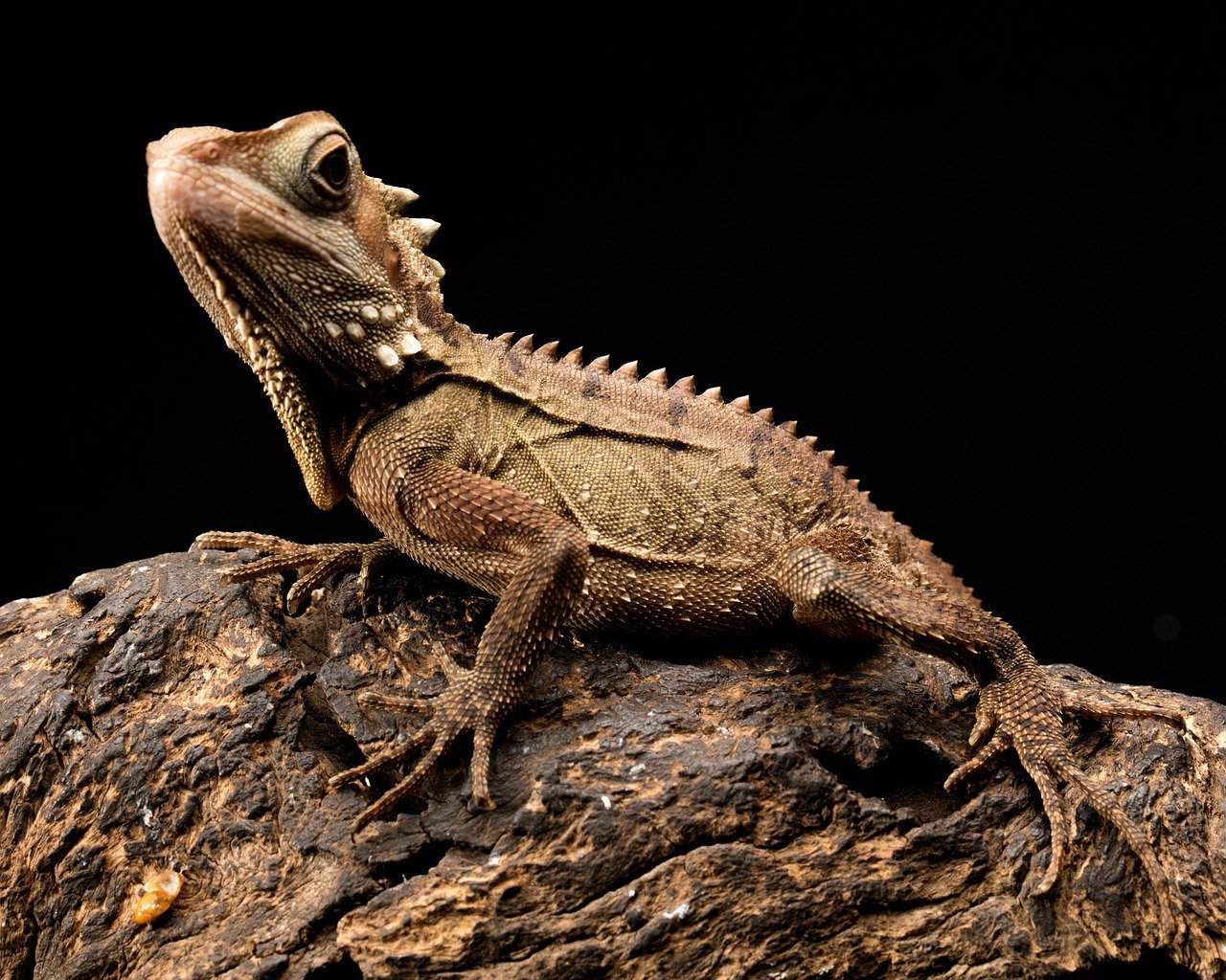 Bearded Dragons 101 – History