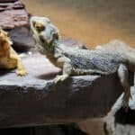 Bearded Dragons 101 – Lighting and Heating