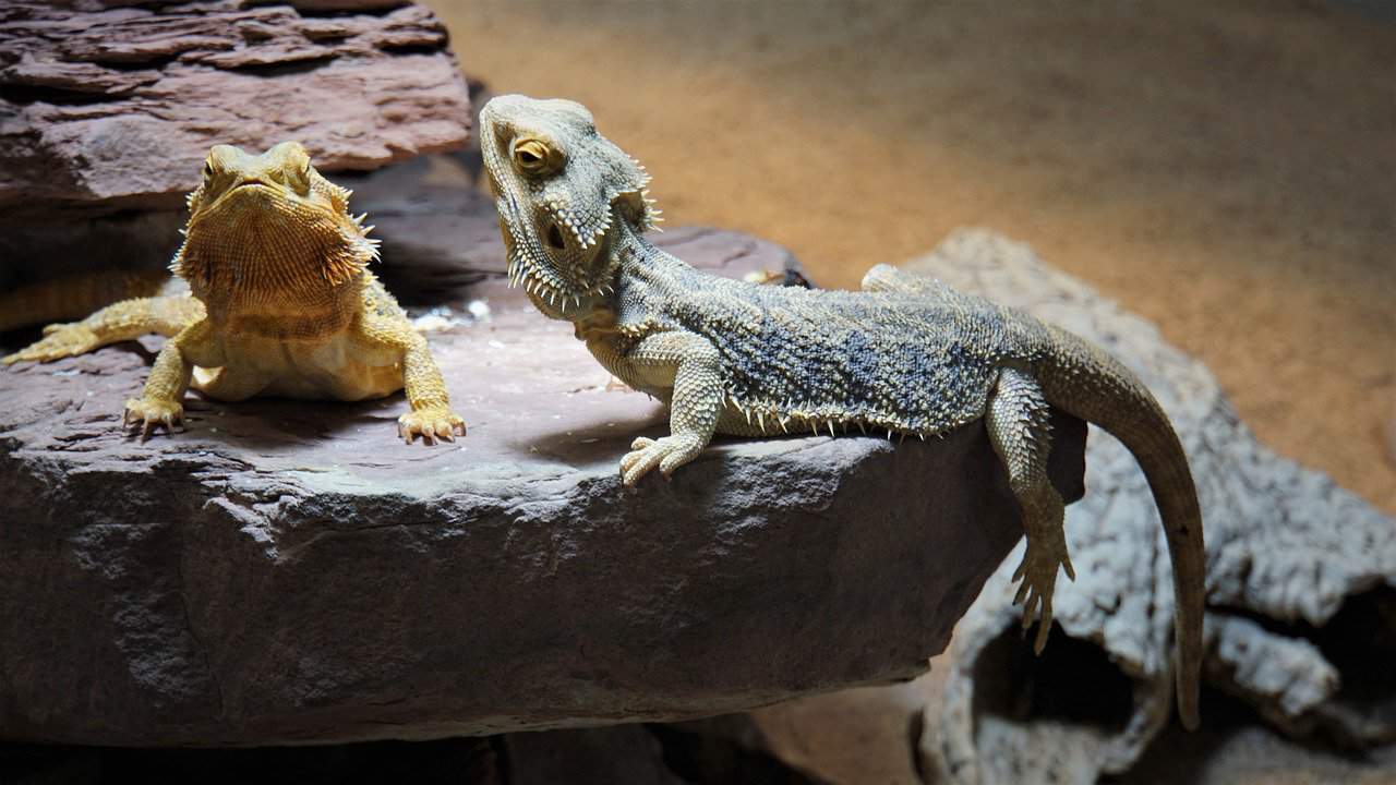 Bearded Dragons 101 – Lighting and Heating