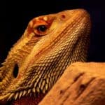 Bearded Dragons 101 – Origin