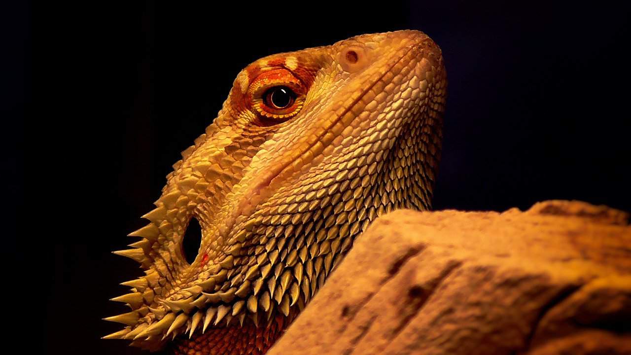 Bearded Dragons 101 – Origin