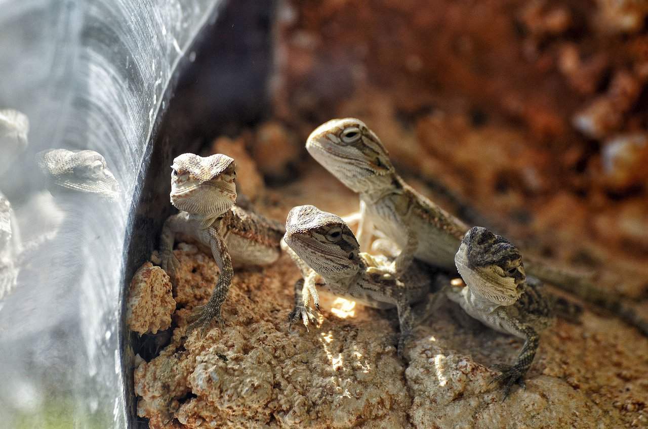 Bearded Dragons 101 – Tank