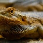 Bearded Dragons 101 – What is it