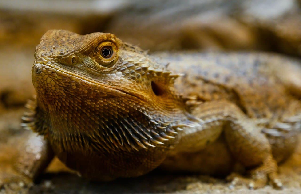 Bearded Dragons 101 – What is it