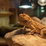 Bearded Dragons