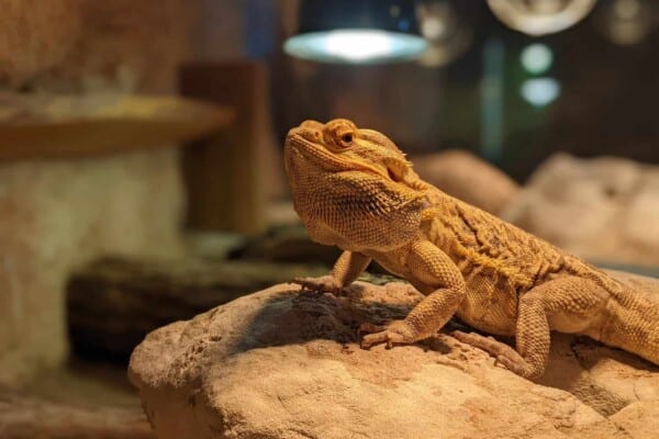 Bearded Dragons