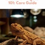 Bearded Dragons Care pin