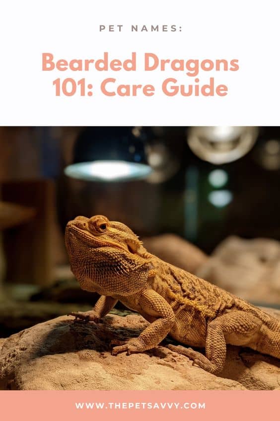 Bearded Dragons Care pin