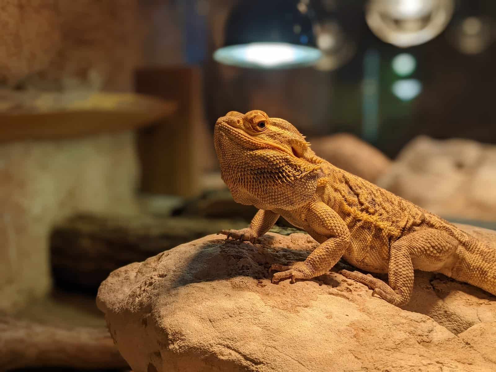 Bearded Dragons