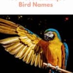 Bird Names pin