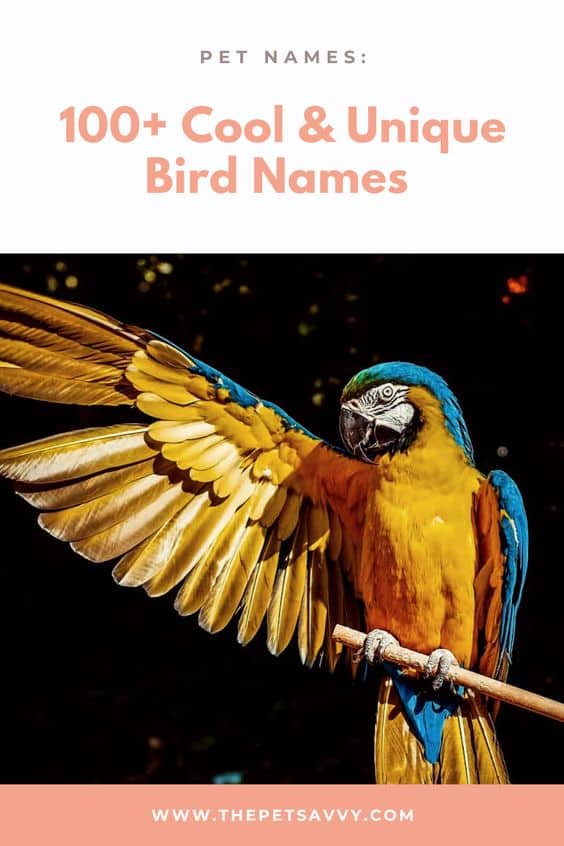 Bird Names pin