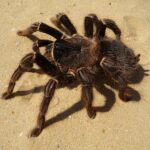 Brazilian Salmon Pink Bird-Eating Tarantula