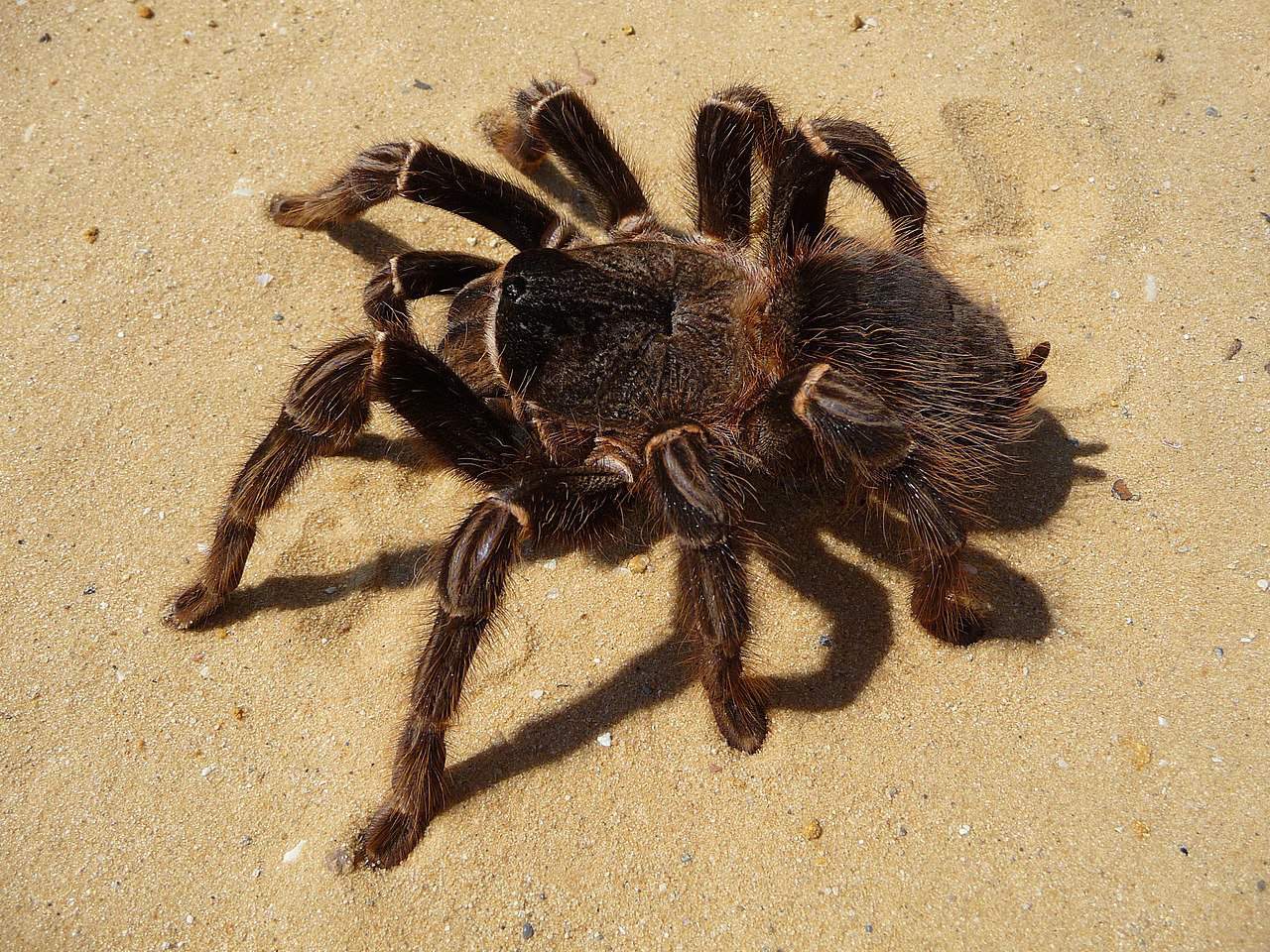 Brazilian Salmon Pink Bird-Eating Tarantula