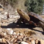 Caspian Pond Turtle