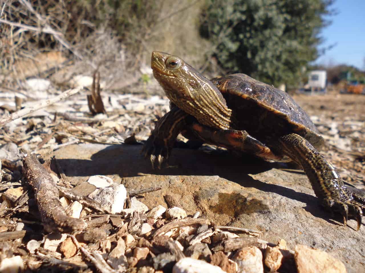 Caspian Pond Turtle