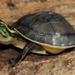 Chinese Box Turtle