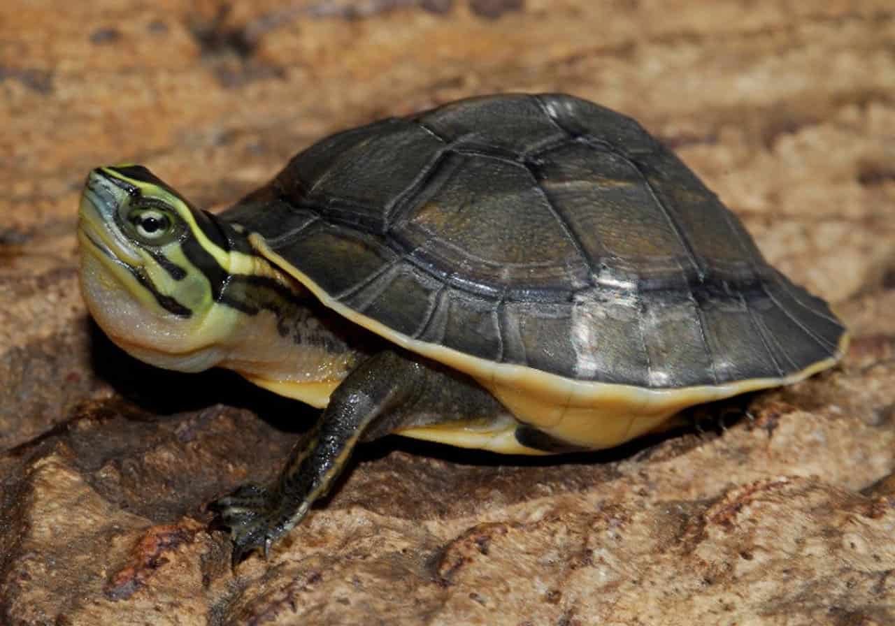 Chinese Box Turtle