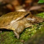 Chinese Softshell Turtle