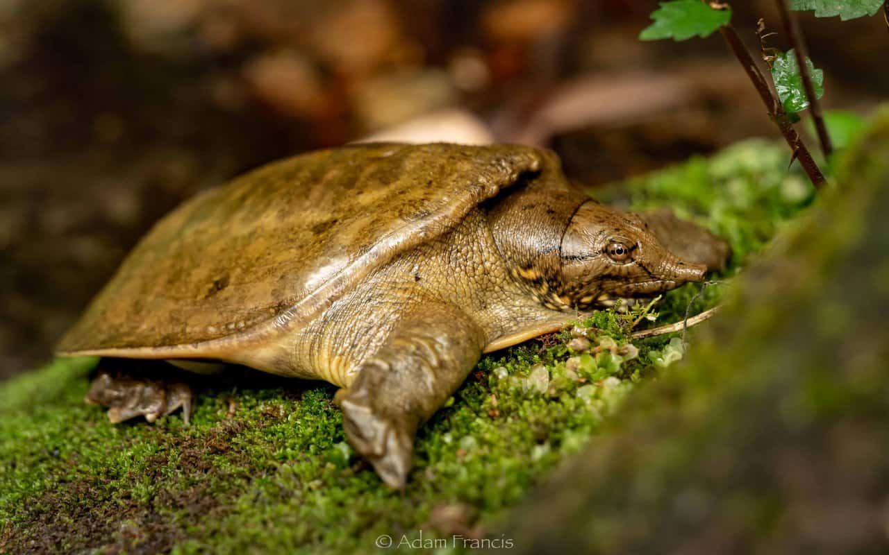 Chinese Softshell Turtle