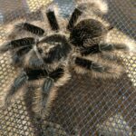 Curlyhair Tarantula