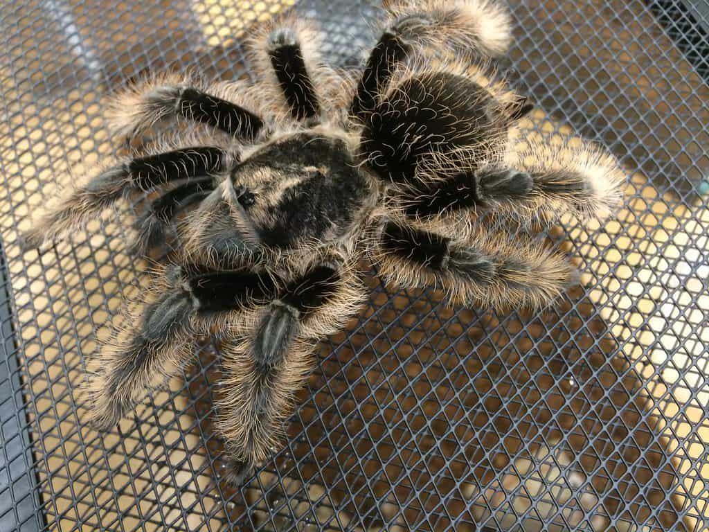 Curlyhair Tarantula