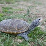 Diamondback Terrapin Turtle