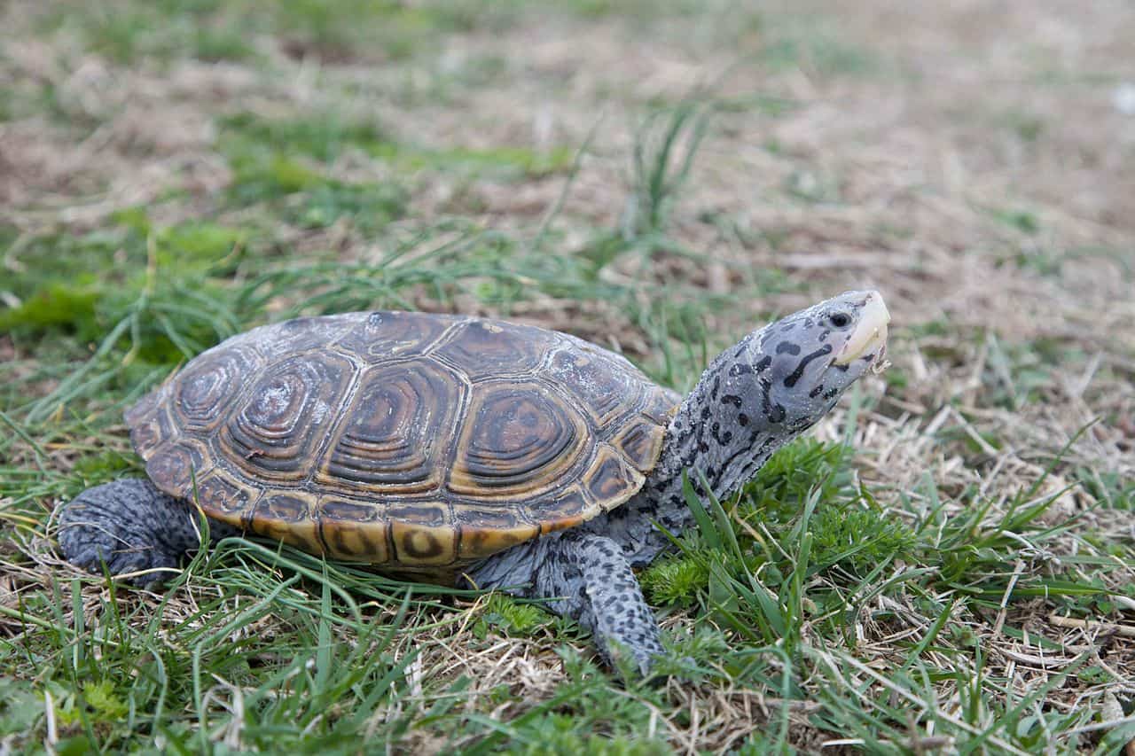 Diamondback Terrapin Turtle