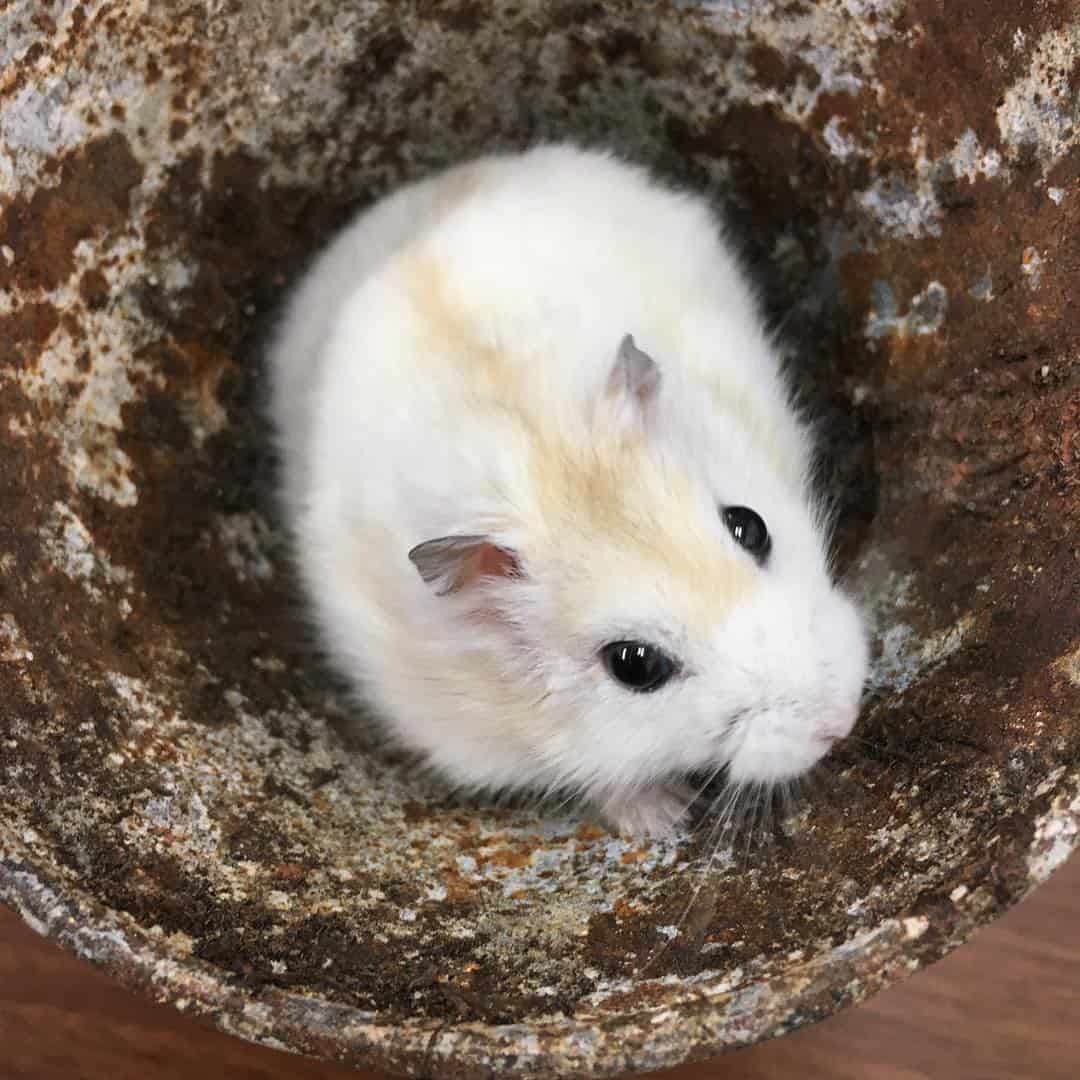 Djungarian Dwarf Hamsters