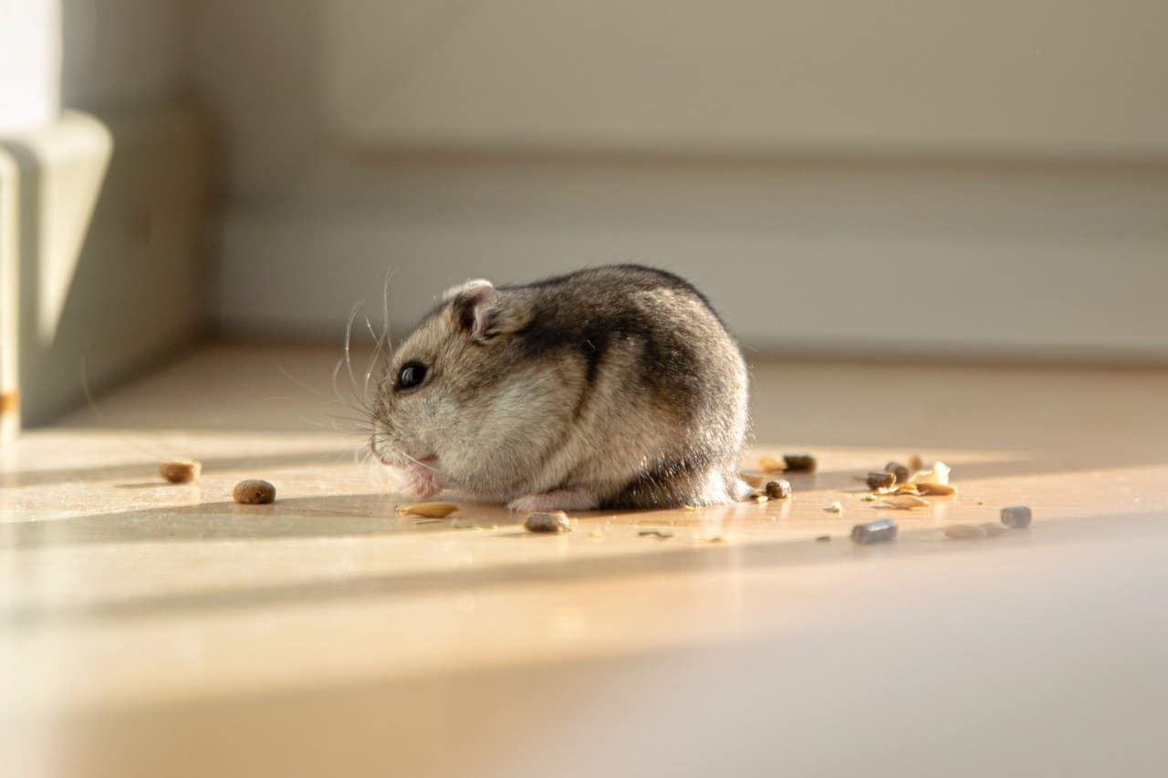 Djungarian Hamster – Food
