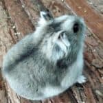 Djungarian Hamster – Personality