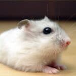 Djungarian Hamster – Pet