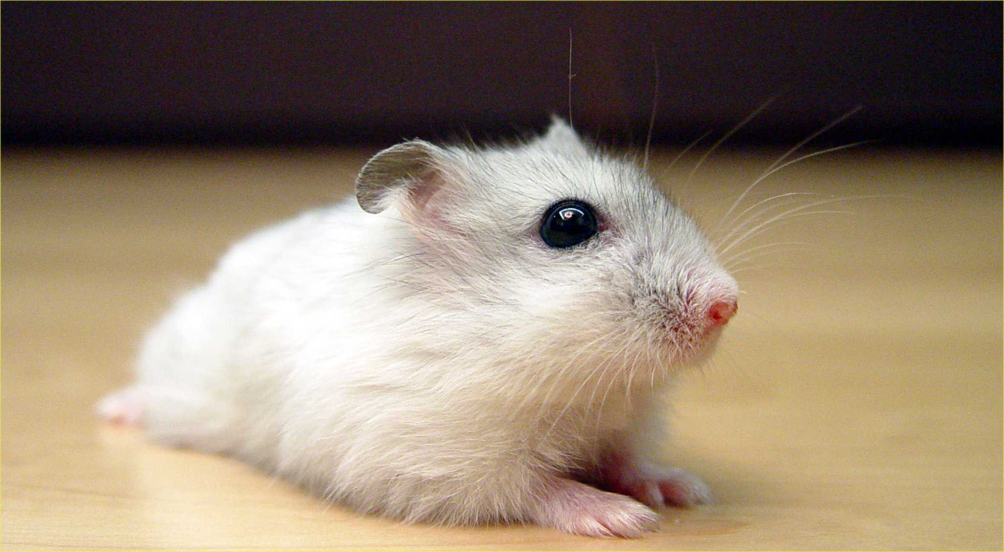 Djungarian Hamster – Pet