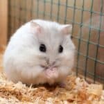 Djungarian Hamsters