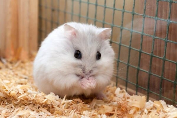 Djungarian Hamsters – Everything You Need to Know