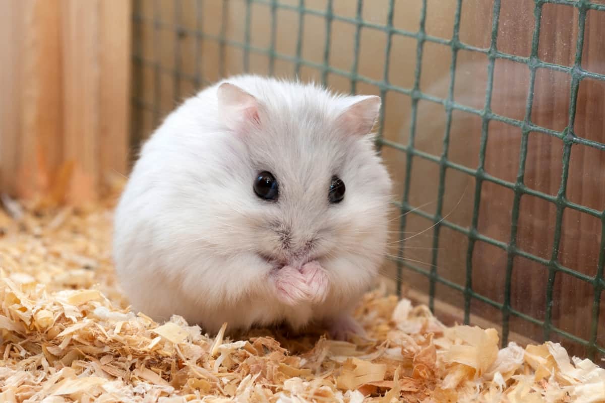 Djungarian Hamsters