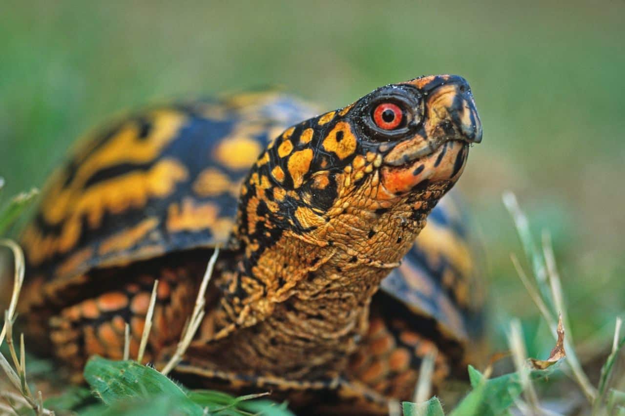 Eastern Box Turtle