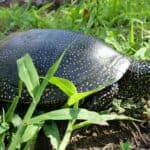 European Pond Turtle