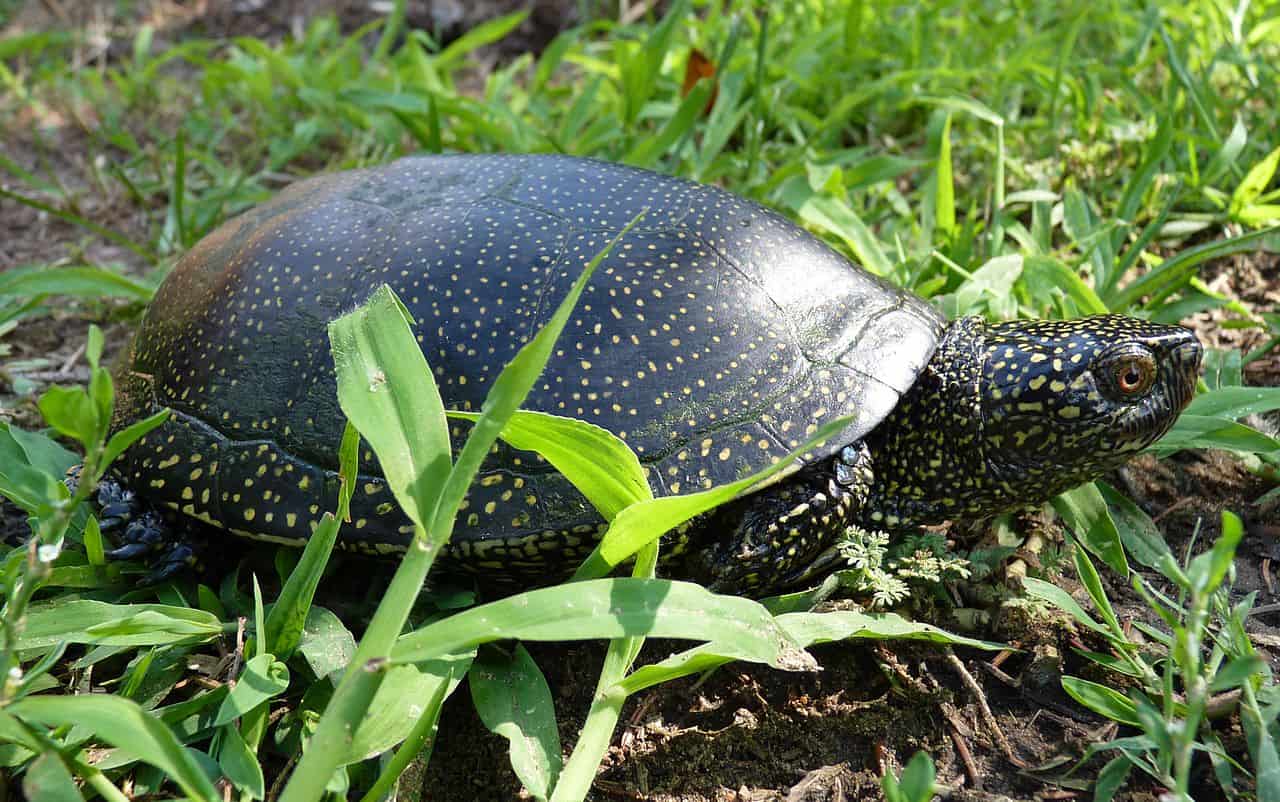 European Pond Turtle