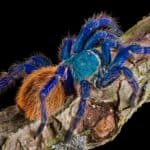 Greenbottle Blue Tarantula