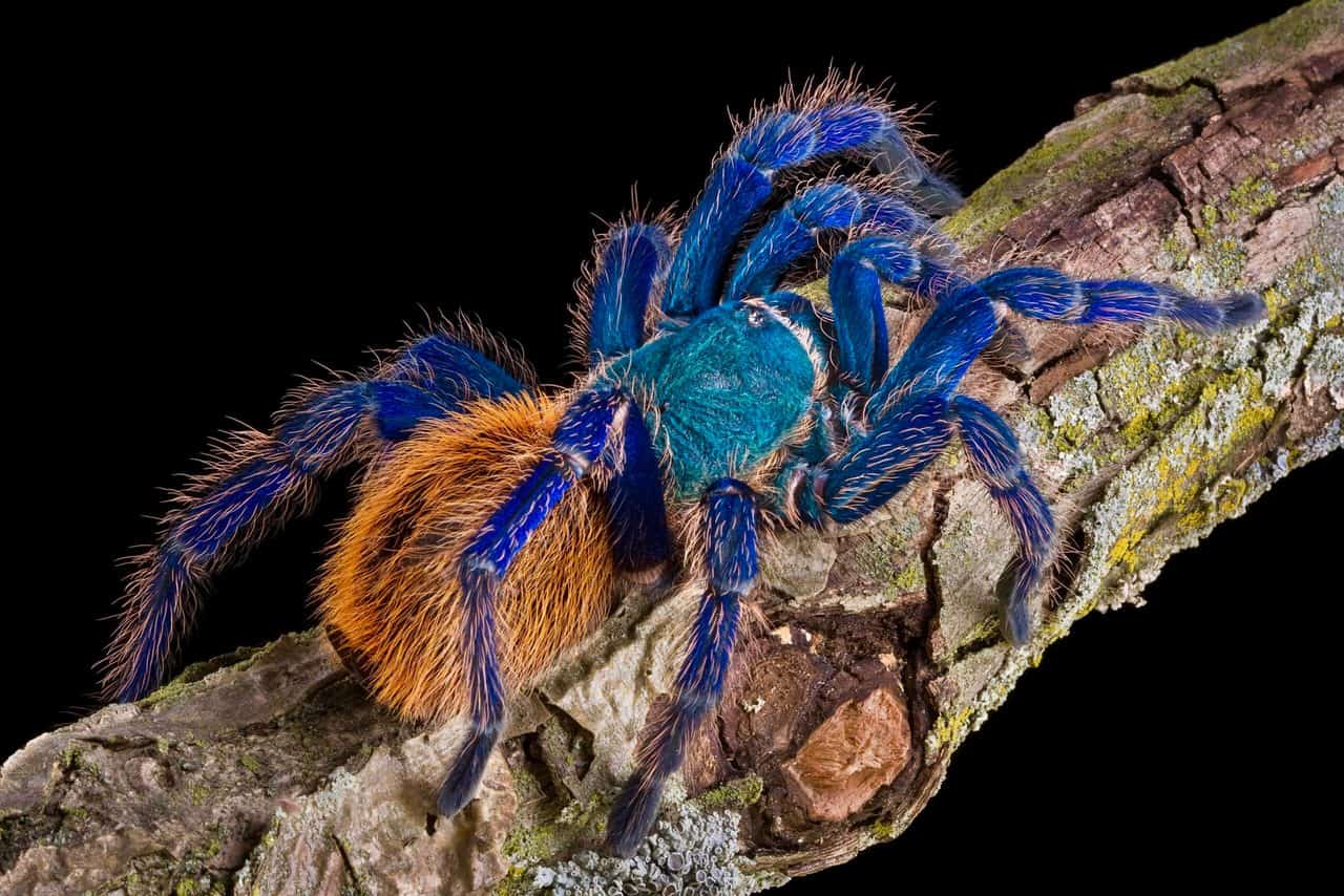 Greenbottle Blue Tarantula