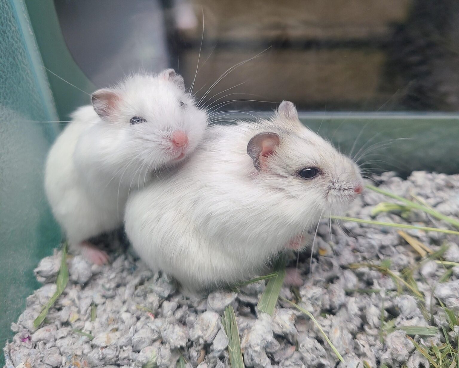 Photo inspiration: Required Hamster Cage Maintenance Reference: Djungarian Hamsters Everything You Need To Know